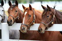 four horses