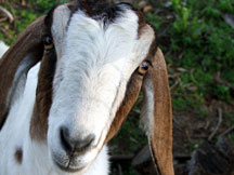 goats