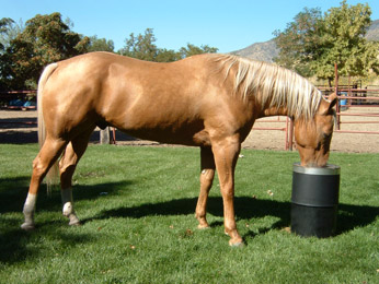 Horse Drinking From Unit