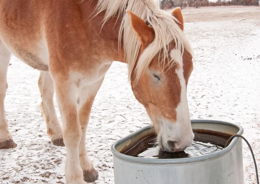 Why Is Frozen Water Bad for Horses? frozen water bad for horses