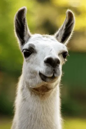 Llama Waterer llama waterer