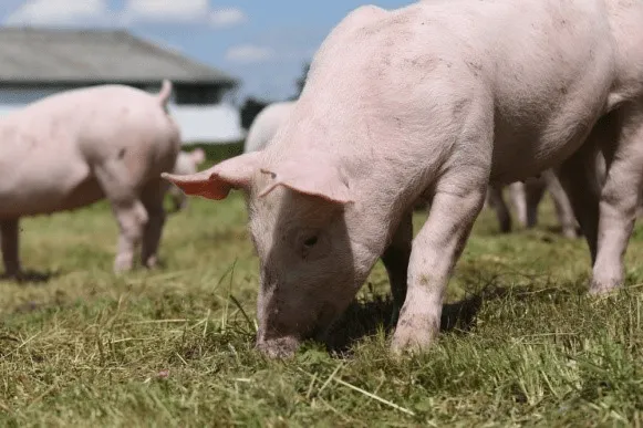 Hog Waterer hog waterer