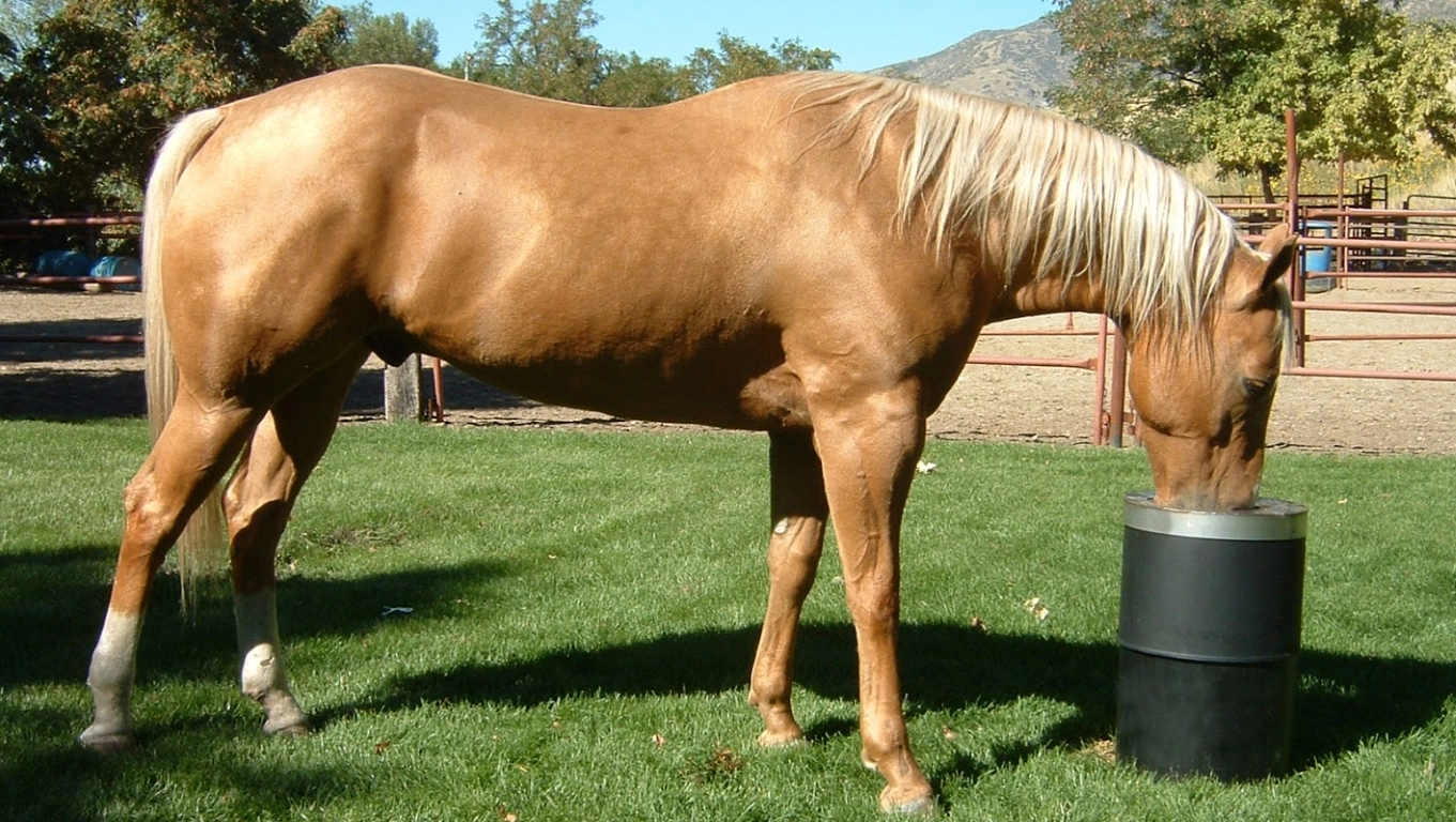about horse drinker Bar Bar A USA