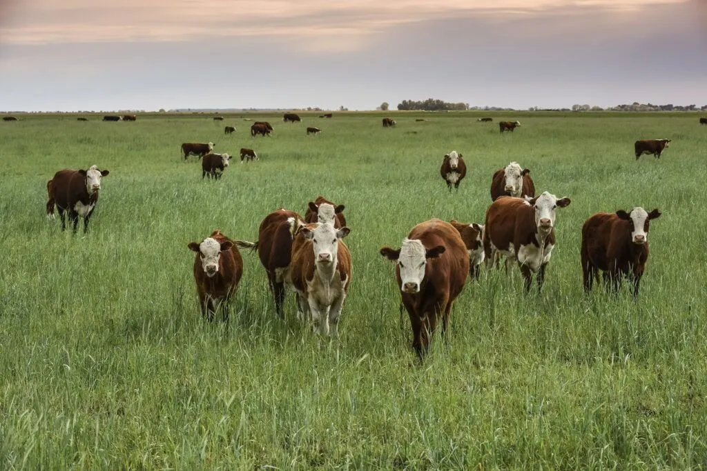 Understanding Cattle Water Needs: 7 Frequently Asked Questions cattle water needs