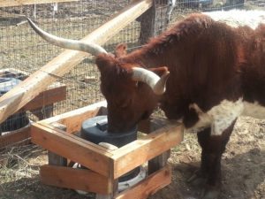 Automatic waterer for cattle from Bar Bar A Long Horn Cattle Image