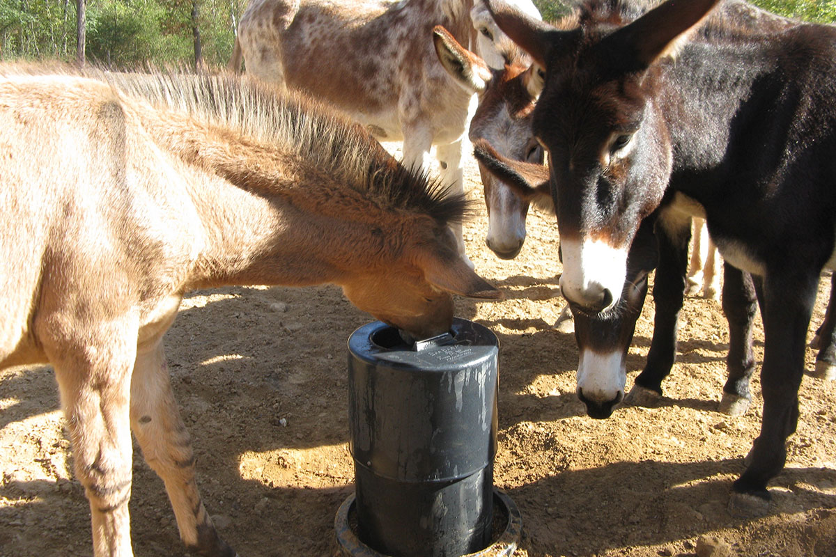 Bar Bar A Automatic NonElectric Waterer Utah BarBarA Horse
