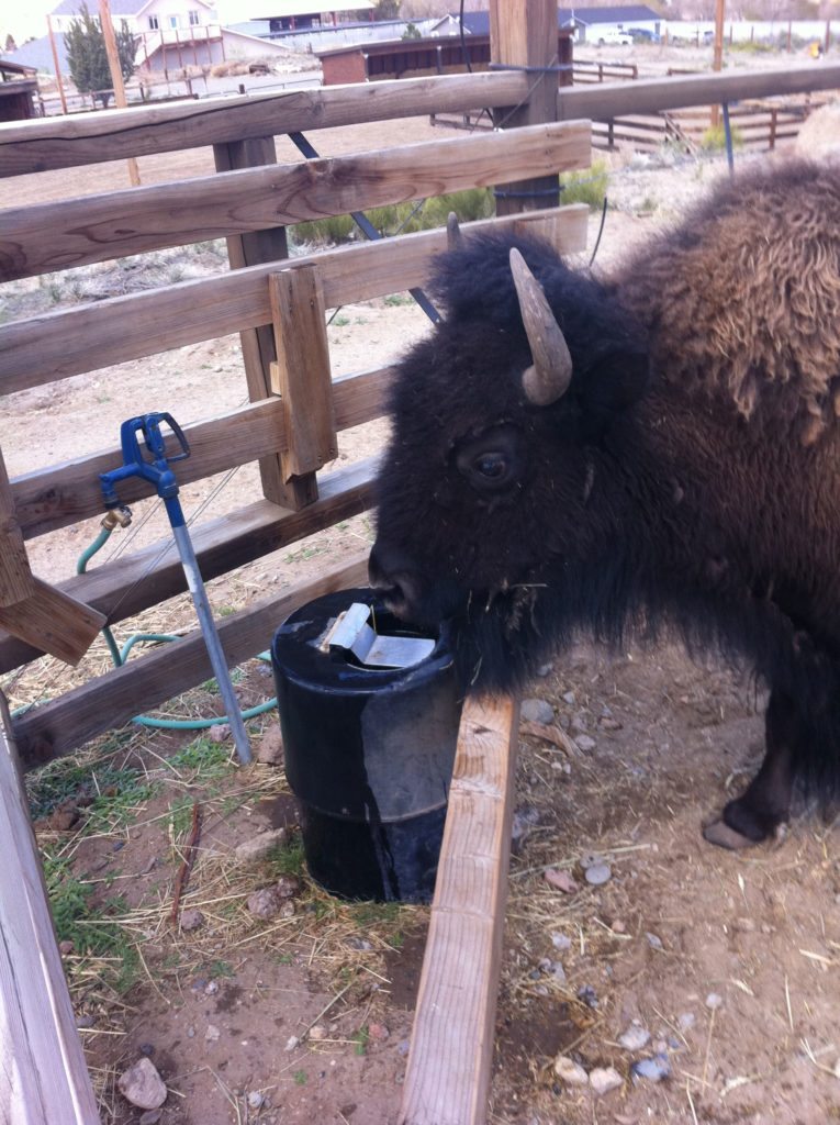 Bar Bar A Automatic NonElectric Waterer Utah BarBarA Horse