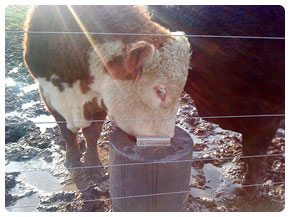 Electricity Free Automatic Cattle Watering System from Bar Bar A