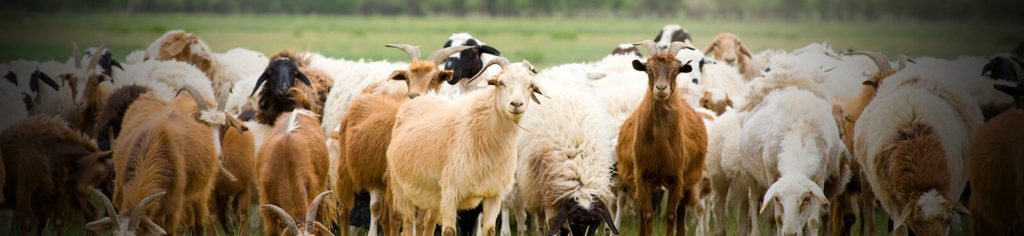 How Do I Know If I Have Healthy Sheep? Bar Bar A Automatic Non Electric Waterer Utah