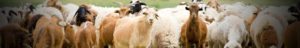 How Do I Know If I Have Healthy Sheep?