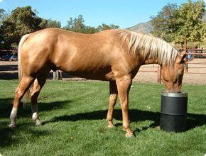Horse Drinker Electricity Free Automatic Watering System Bar Bar A