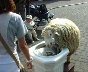 Get your sheep and goats fresh water with an automatic waterer from Bar Bar A