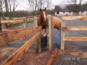 after-installing-automatic-waterer-horse-drinker-in-horse-arena