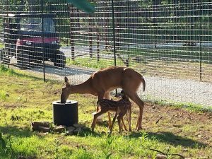 Wild Game Automatic Waterer Deer Drinking with Fawns