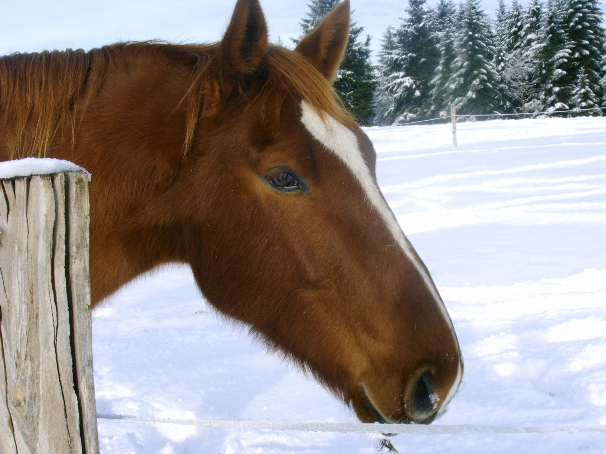 keep horse hydrated winter