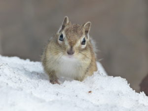 7 Ways to Prepare Your Barn for Winter