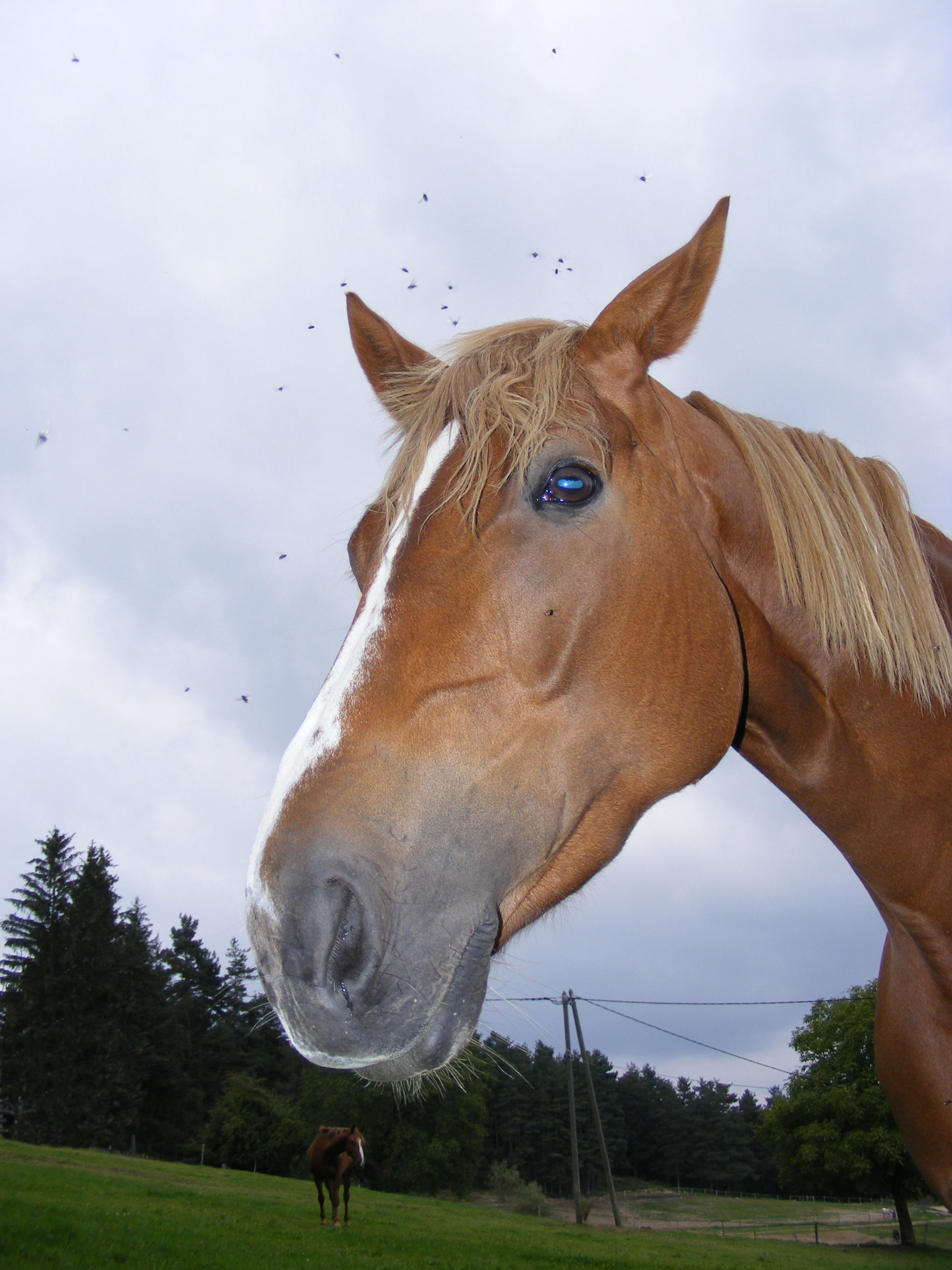 Horse Drinker Bar Bar A Automatic Livestock Waterer