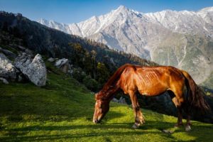 Helping Thin Horses Gain Weight