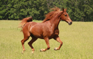 4 Tips to Care for Your Horse’s Hooves