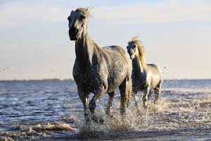 How Much Water Does a Horse Need?
