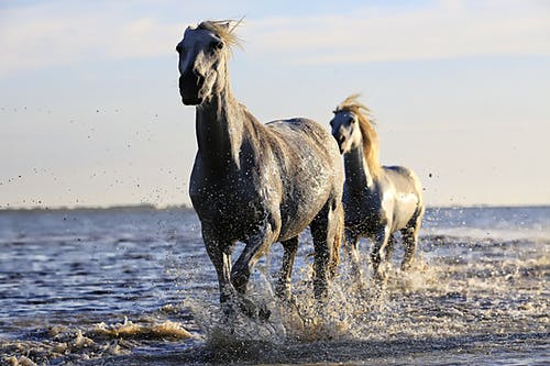 Horse Drinker Bar Bar A Automatic Livestock Waterer