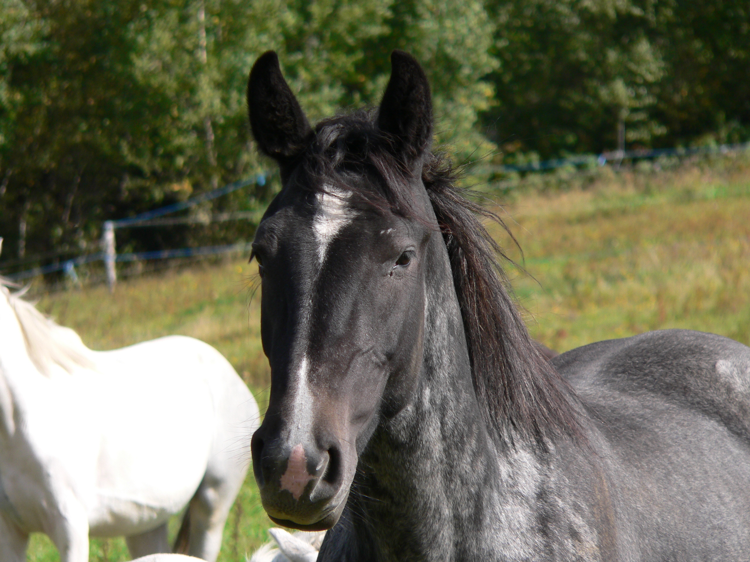 Horse Drinker Bar Bar A Automatic Livestock Waterer