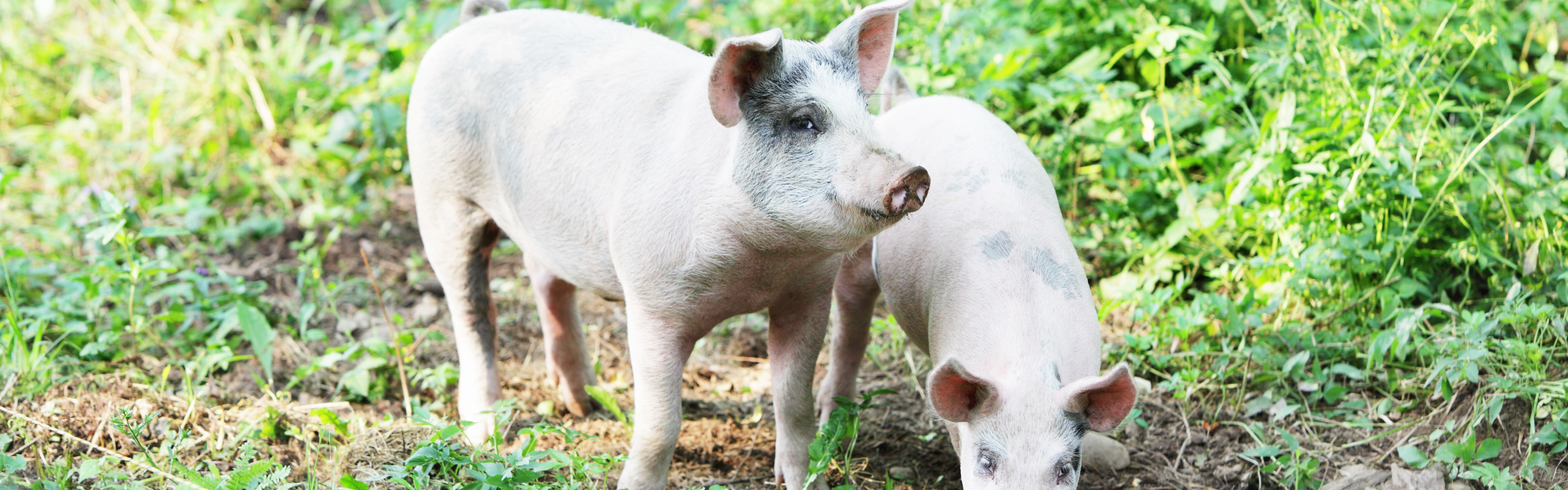 Hog Waterer Bar Bar A Automatic NonElectric Livestock Waterer