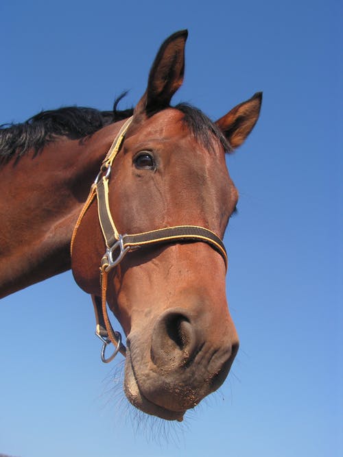 Automatic Livestock Waterer Bar Bar A Horse Drinker