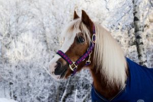 9 Ways To Help Your Horse Transition To Winter