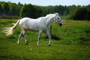 Top Tips for Helping your Horse Transition to Spring