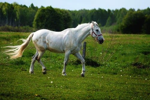 How To Know If Your Horse Is Sick: 4 Warning Signs To Watch Out For Automatic Livestock Waterer Bar Bar A Horse Drinker