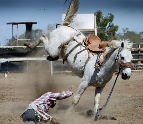 horse's body language