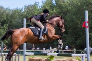 7 Useful Tips For Exercising Your Horse In The Summer