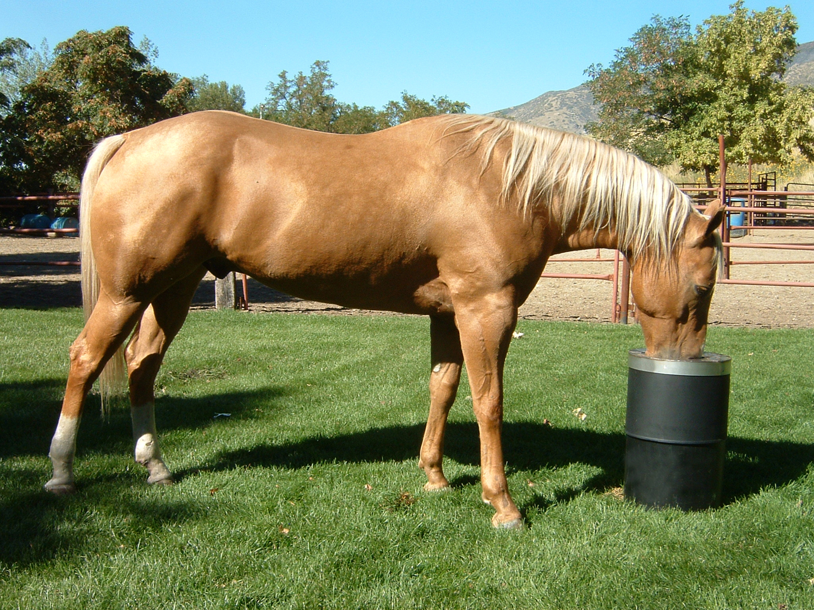 automatic horse waterers in nevada Horse Drinker Bar Bar A Automatic Livestock Waterer