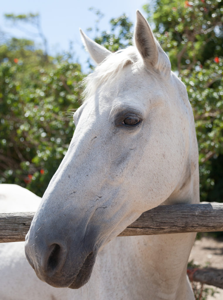 show your horse love on Valentine's Day Automatic Livestock Waterer Bar Bar A Horse Drinker