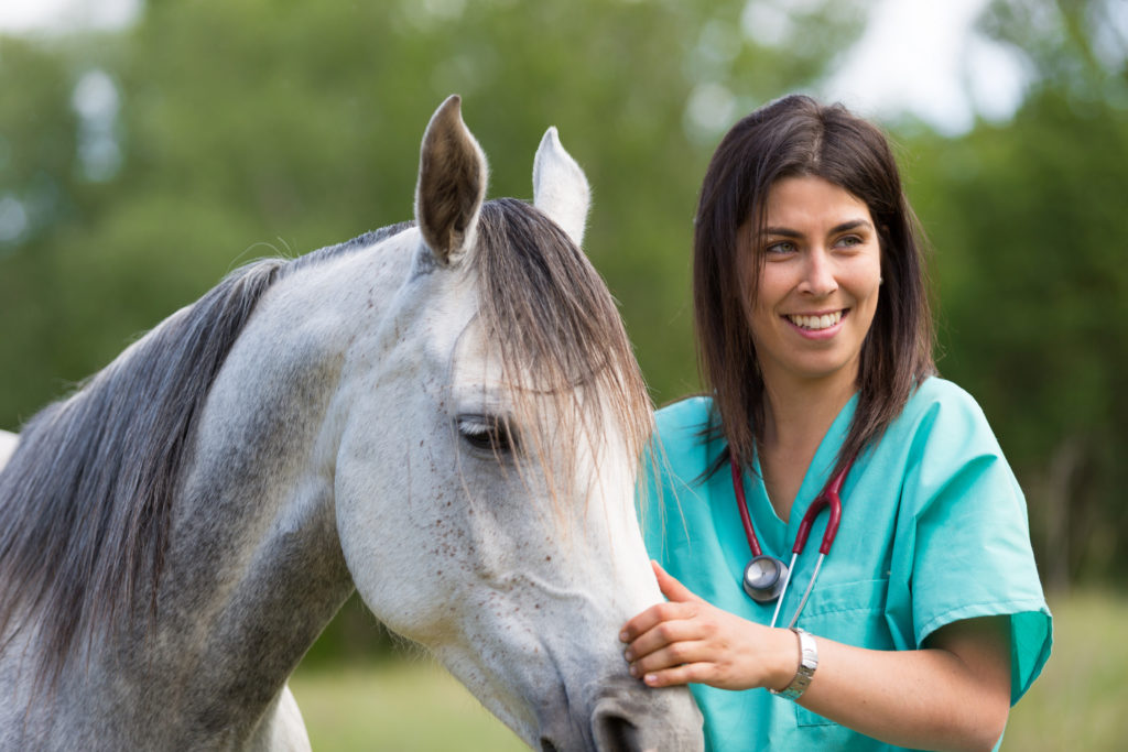 choosing an equine veterinarian