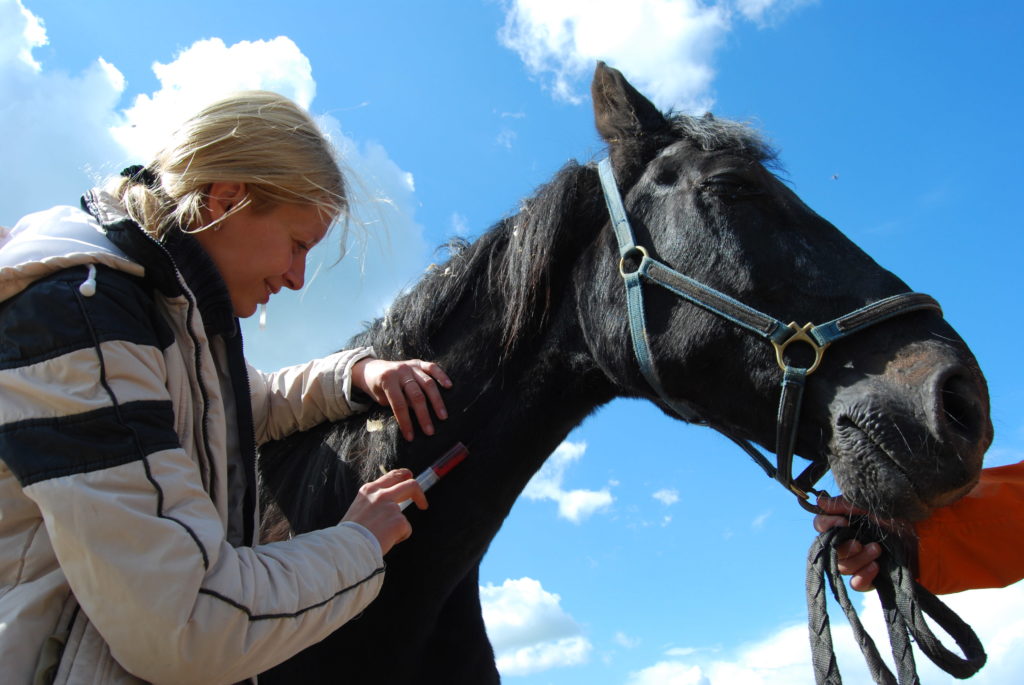 equine laminitis