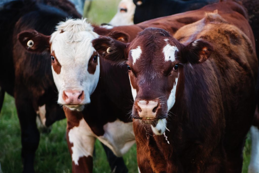 automatic waterer