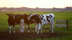 How to Inspect your Automatic Waterer