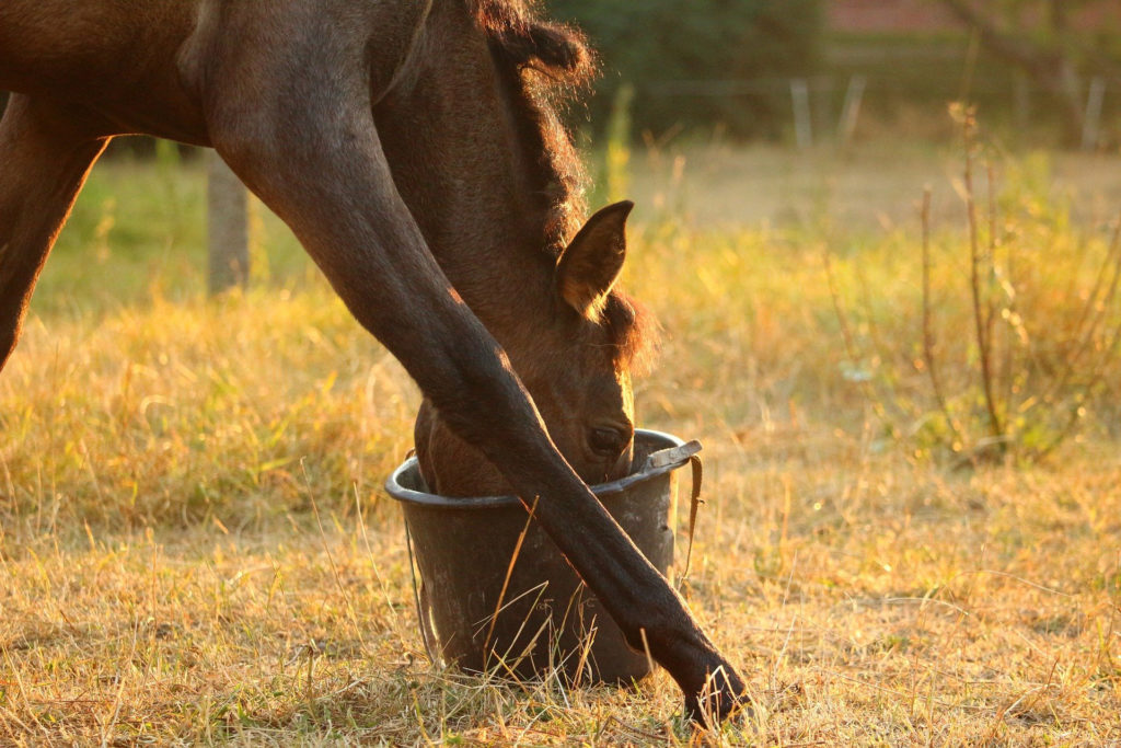 How Much Water Should My Horse Be Drinking?