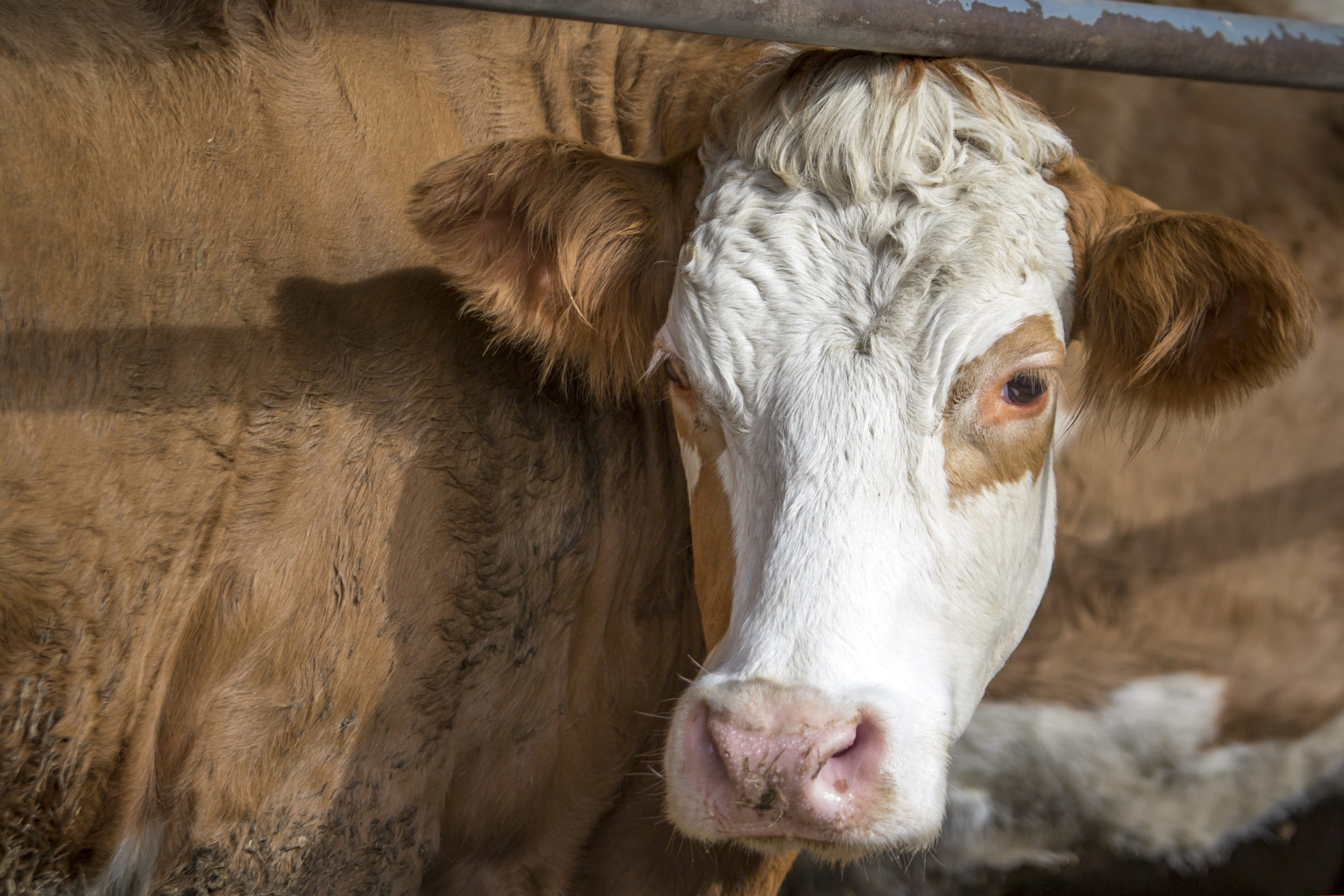 3 Things You Need To Know About Cows’ Water Consumption BarBarA Horse