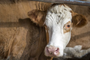 3 Things You Need to Know About Cows’ Water Consumption