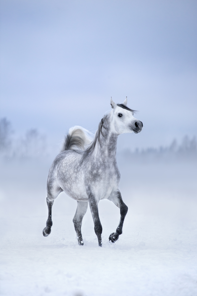 9 Useful Tips For Exercising Your Horse In Winter