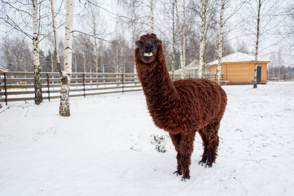 help your llama in winter