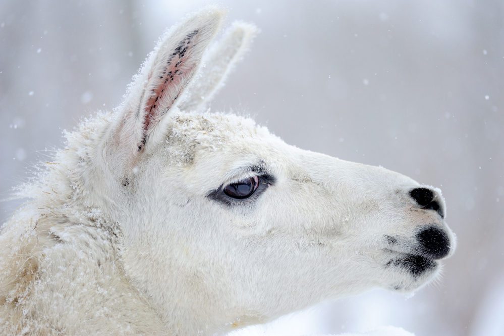 6 Ways To Help Your Llama In Winter