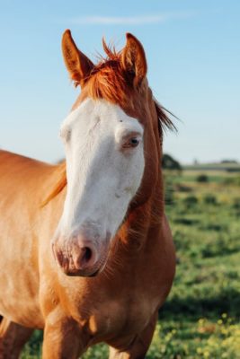 Drinking Post Vs Bar Bar A Horse Waterer: Important Facts You Need To Know bar bar a drinking post