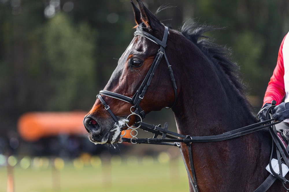 6 Reasons Why Your Horse Isn't Drinking Water horse isn't drinking water