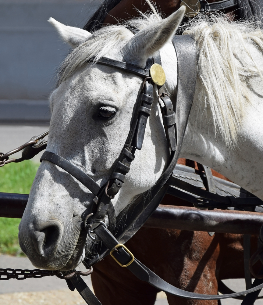 What To Do If Your Horse Overheats if your horse overheats