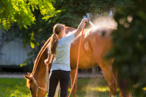 What To Do If Your Horse Overheats
