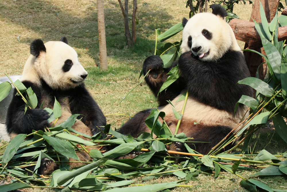 zoo animals healthy